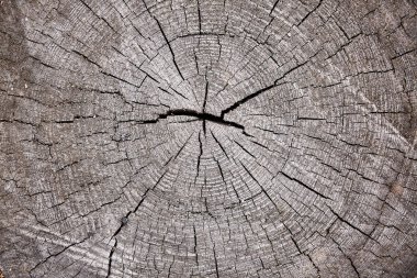 Ahşap arka. Doku arkaplanı