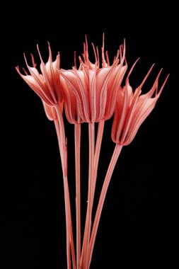 Kurumuş çiçek demeti Gri arka planda kurumuş çiçekler