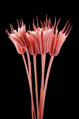 Kurumuş çiçek demeti Gri arka planda kurumuş çiçekler