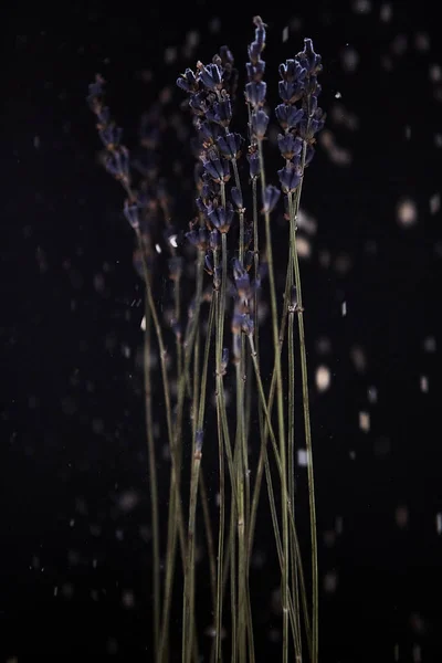 Lavender bouquet of dried flowers dried flowers on a black backg