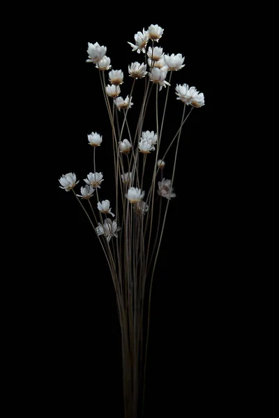 Dried flowers Images - Search Images on Everypixel