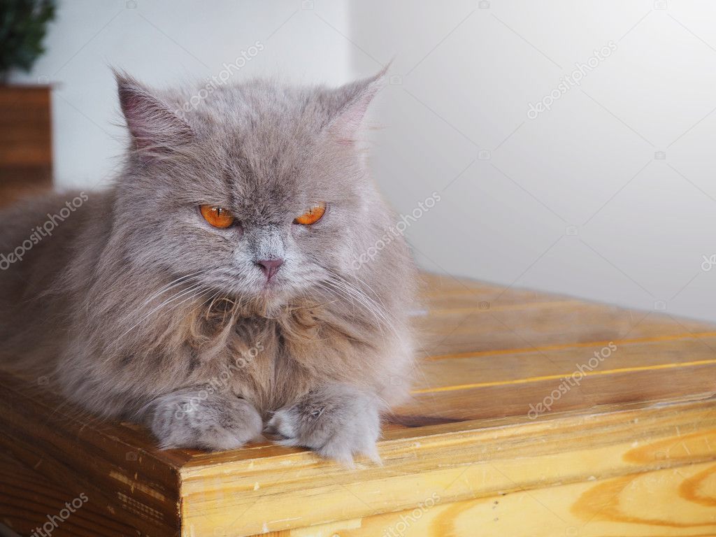 gray cat with orange eyes