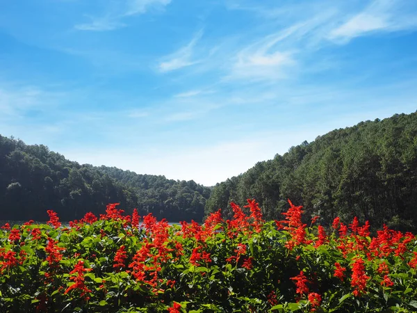Salvia piros virág a Pang Oung, Mae Hong Son, a Tengermellék-tó — Stock Fotó