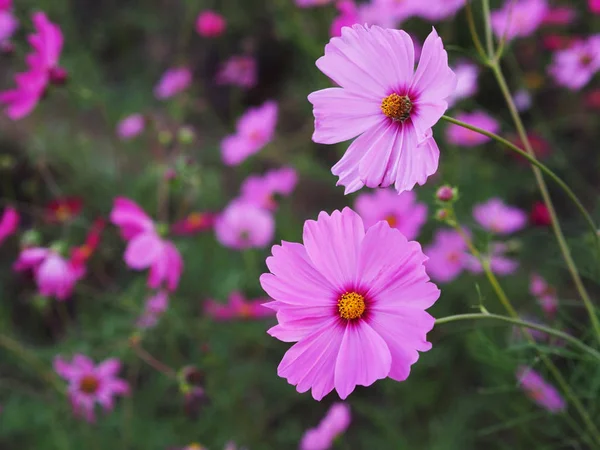 Close-up van roze kosmos bloei in de tuin — Stockfoto