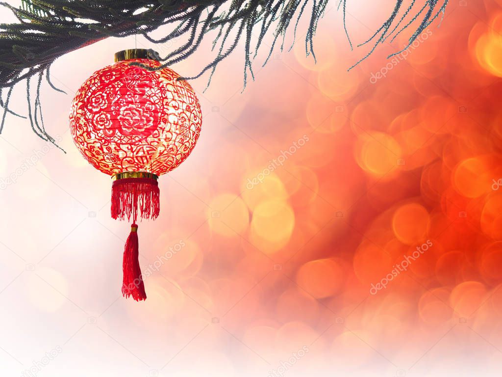 Chinese lantern on pine tree isolate 