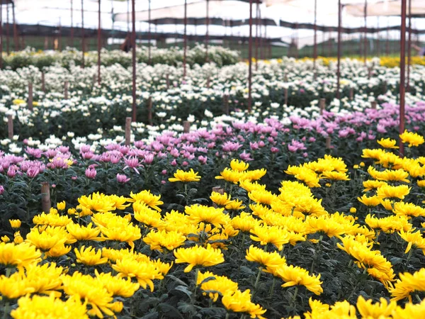 温室で菊の花 — ストック写真