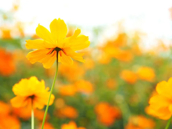 Žluté květy kvetoucí v zahradě — Stock fotografie