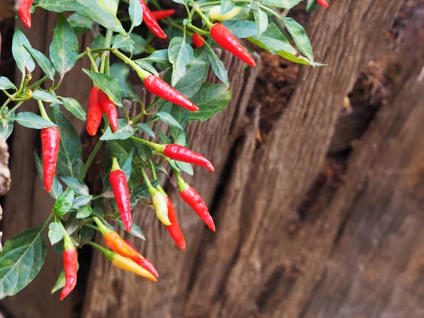 Chilli papričky rostlin a zelenými listy — Stock fotografie