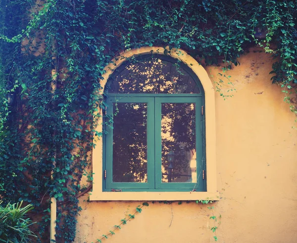 Wooden vintage window with creeper leaves plant
