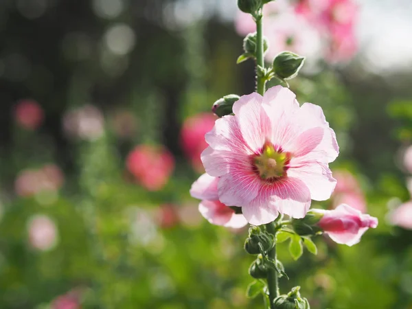 A naplemente gyönyörű rózsaszín mályvarózsa virágok — Stock Fotó