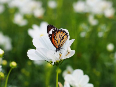 Beyaz Cosmos'a çiçek alanları kelebek.