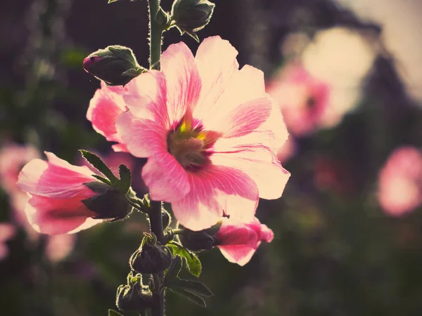 Belas flores hollyhock rosa ao pôr do sol — Fotografia de Stock