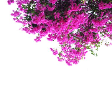 İzole pembe Begonviller çiçek 