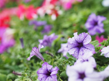 Mor Petunya çiçek