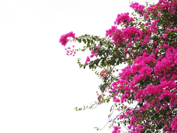Roze bougainville bloem geïsoleerd — Stockfoto