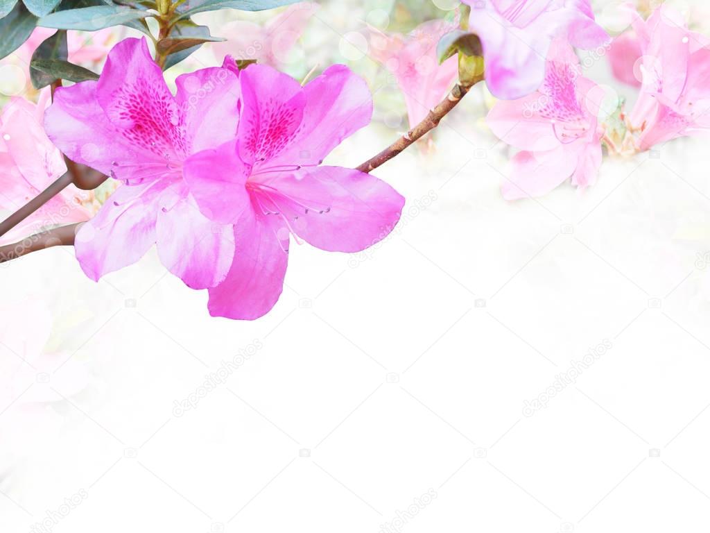 Pink Azalea or Rhododendron flower on white background