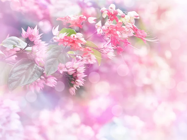 Flores rosadas de estilo suave con efecto de filtro vintage . —  Fotos de Stock