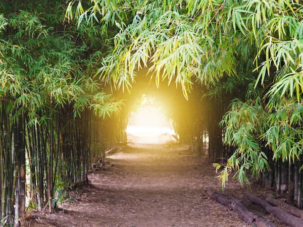 Ścieżka przez las zielony bambus — Zdjęcie stockowe