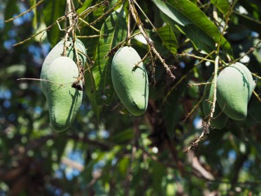 Mango meyveler ağaç üzerinde asılı kadar kapatın