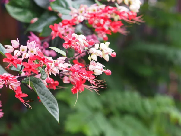 Small red and pink creeper flowers on green background.