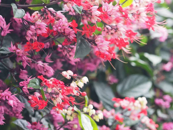 Small red and pink creeper flowers on green background.