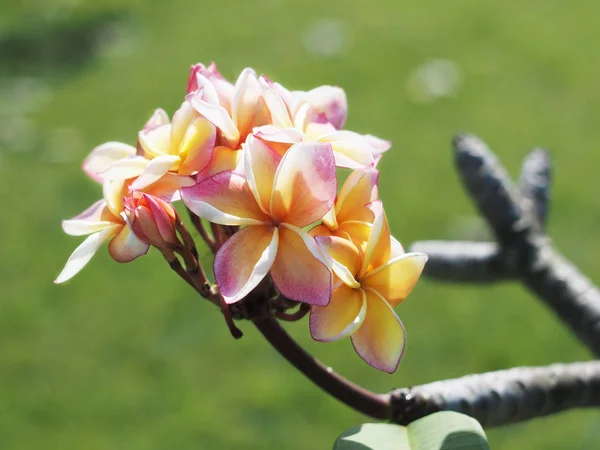 Flores de Plumeria o Frangipani —  Fotos de Stock