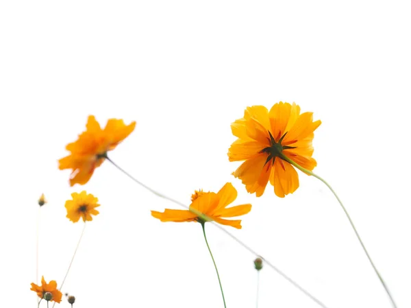 Żółte kwiaty kwitnące — Zdjęcie stockowe