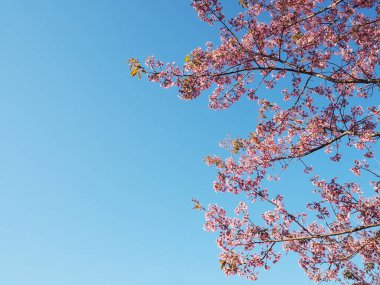 Pembe kiraz çiçekleri çiçek tam Bloom, bahar mevsimi.