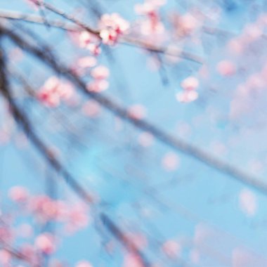 Arka arka plan bulanık pembe kiraz çiçekleri çiçek