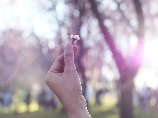 Sakura λουλούδι στην καρδιά mini δάχτυλο πάνω από θολές sakura δέντρο backg — Φωτογραφία Αρχείου