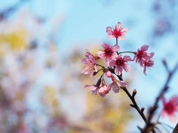 분홍색 벚꽃 꽃 만개 — 스톡 사진