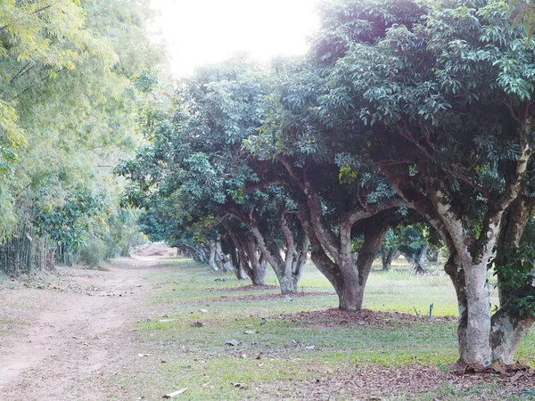 Árboles de litchi en la granja. Huerto de lichis . —  Fotos de Stock