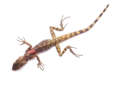 Beyaz arka plan üzerinde yaralı ve ölü kertenkele