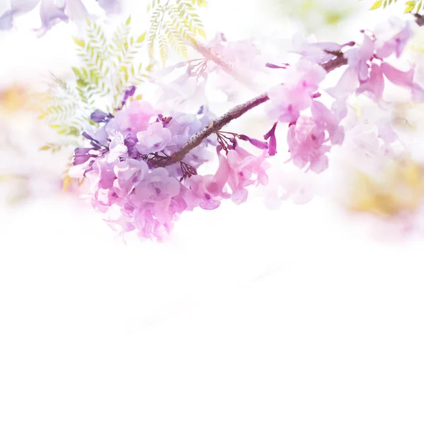 Fioletowe kwiaty miękki styl z efekt vintage filtra. — Zdjęcie stockowe