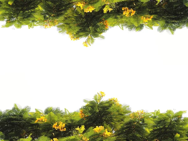 Grüne Blätter mit gelben Blüten isoliert — Stockfoto