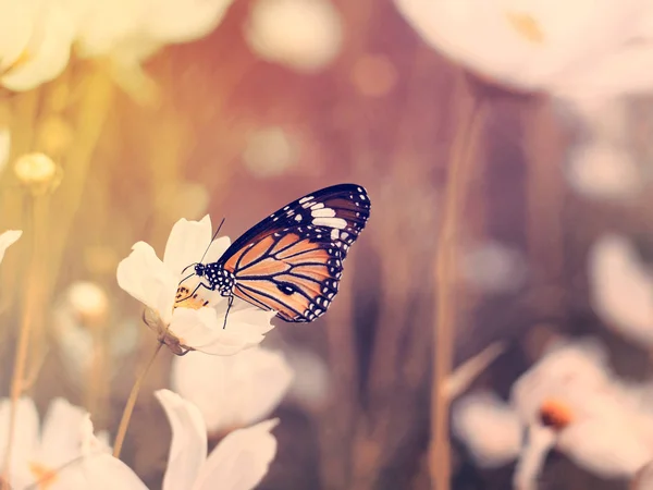Farfalla su campo di fiori cosmo bianco — Foto Stock