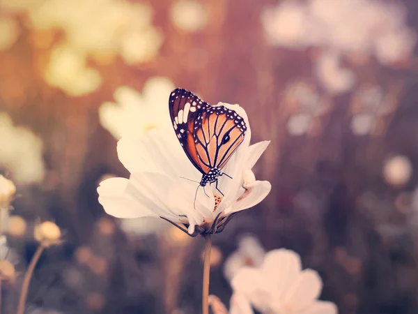 Farfalla sui campi di fiori del cosmo bianco . — Foto Stock
