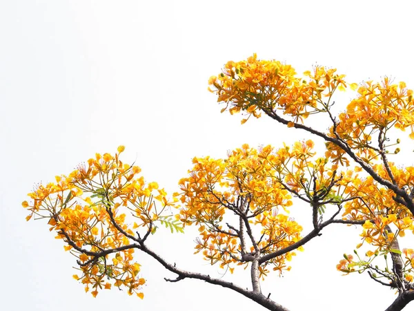 Orange peacock flowers and branches isolated — Stock Photo, Image