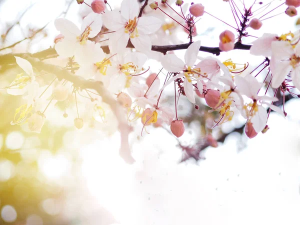 분홍색 계수나무 또는 분홍색 샤워 꽃 아침에 햇빛 — 스톡 사진