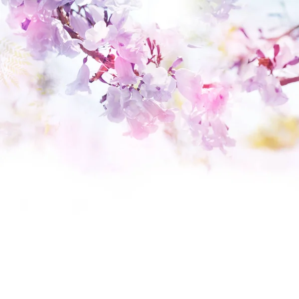 바이올렛 꽃 부드러운 스타일 빈티지 필터 효과. — 스톡 사진