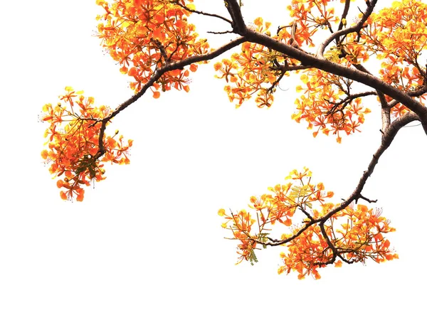 Orange peacock flowers and branches isolated — Stock Photo, Image