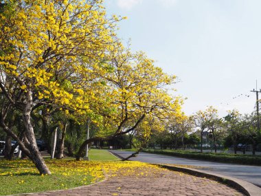 Sarı Tabebuia rosea ağaç ve çiçek çimen yere düşmek