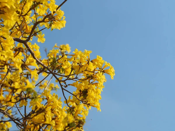 Yellow flower over blue sky,Tabebuia chrysotricha — Stock Photo, Image