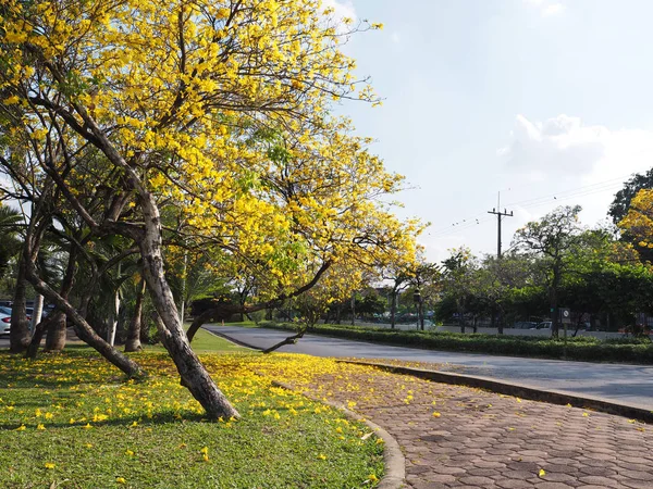 Gele Tabebuia rosea boom en bloemen vallen op grond van het gras — Stockfoto