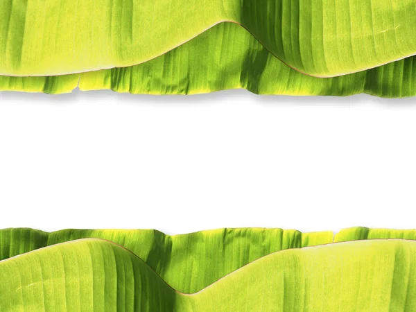 Banana leaves pattern isolated on white background — Stock Photo, Image