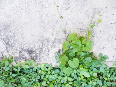 grunge beton duvara yeşil sarmaşık yaprakları