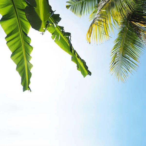 Banaan verlaat en kokosnoot boom laat over de heldere blauwe hemel. — Stockfoto