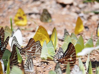 Yerdeki güzel kelebek
