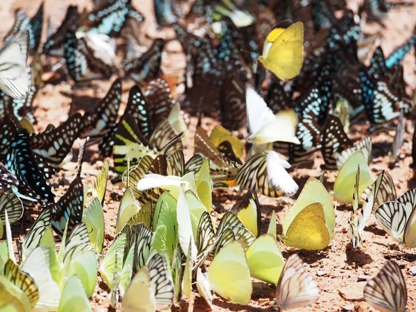 Hermosa mariposa en el suelo — Foto de Stock