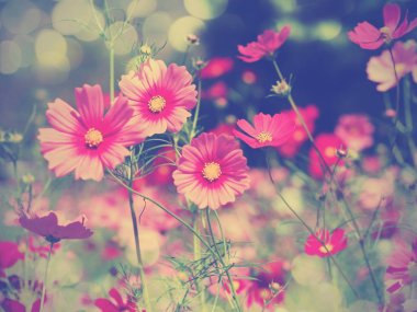 pembe cosmos parkta blooming